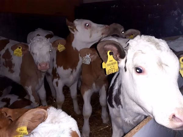 Boğa, Simmental cattle