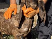 Dişi keçi, Kamori goats — foto 1