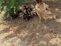 Chickens — foto 3