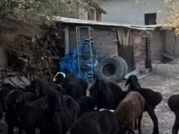 羊（ロット、性別未指定）, Hissar sheep — 写真 2