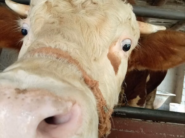 காளை, Simmental cattle