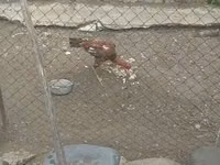 Chickens — 写真 6