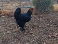 Brahma — Foto 4