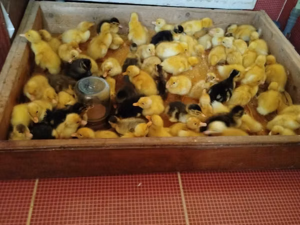 ஜெர்மன் பெக்கின்