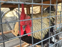 Chickens — foto 3