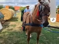 母马, Horses — 照片 2
