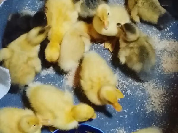 Niemiecki Pekin
