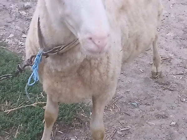 Qoç, Qoyunlar