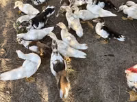 Ducks — फ़ोटो 2