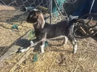 Koza, Alpine goat — zdjęcie 7