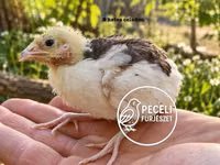 Quails — ფოტო 4