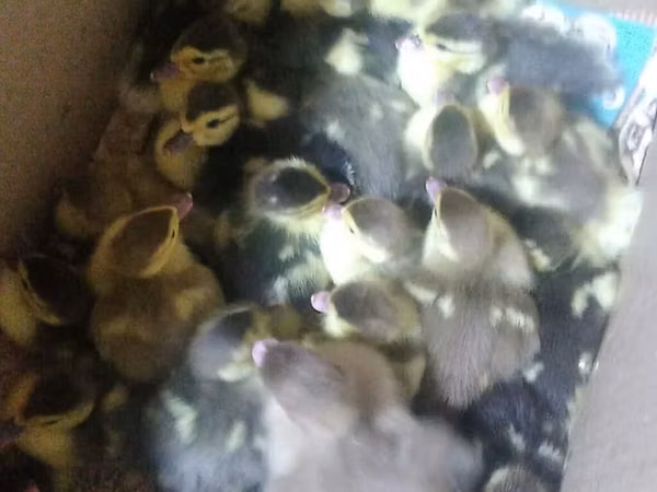 Ducks — Azerbaïdjan
