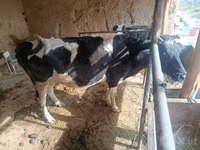 गाय, Russian Black pied cattle — फ़ोटो 1