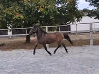 Cheval, Chevaux — photo 2