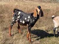 Kozioł, Nubian Goat — zdjęcie 1