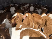 காளை, Simmental cattle — புகைப்படம் 3