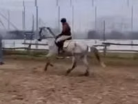 குதிரை, Oldenburg horse — புகைப்படம் 6