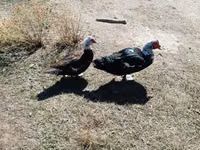 Ducks — 1-rasm