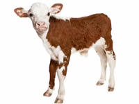 Premixuri pentru animale şi păsări / Премиксы для птиц и животных — zdjęcie 5