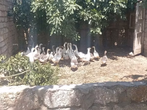 Geese — Azerbejdżan