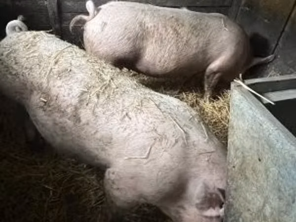 Prasnice, Prasata