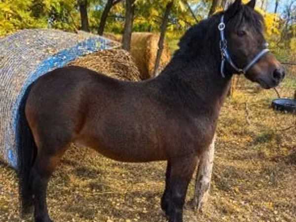 حصان, الخيول