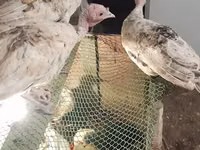 Turkeys — 写真 1