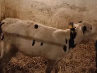 ثور, Russian Black pied cattle — الصورة 2