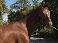 Égua, Hanoverian — foto 4