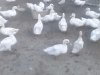 Ducks — foto 2