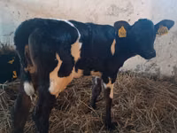 Sigir, Russian Black pied cattle — 1-rasm
