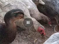 Ducks — الصورة 5