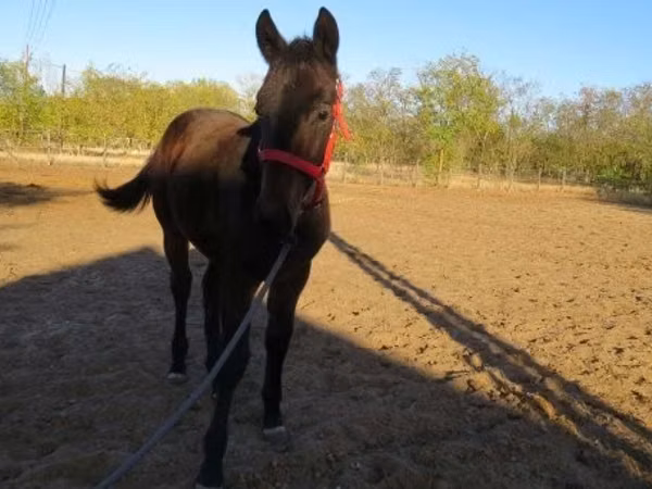 Horse (M), Nonius horse