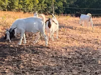 Koza, Boer goat — zdjęcie 8