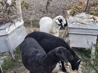 公羊, Sheep — 照片 2