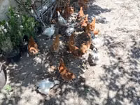 Chickens — zdjęcie 5