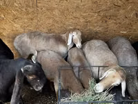 Sheep, Arashan sheep — photo 8