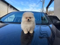 Pomeranian (Spitz) balası – krem/ağ rəngli, tükləri çox sıx və yumşaq — الصورة 1