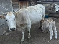 İnek, Swiss cattle — foto 5