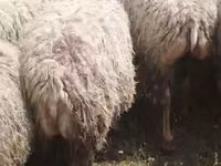Sheep, Sheep — photo 1