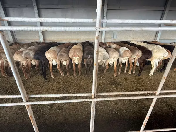 Bélier, Moutons