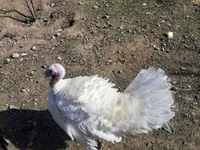 Turkeys — 2-сурет