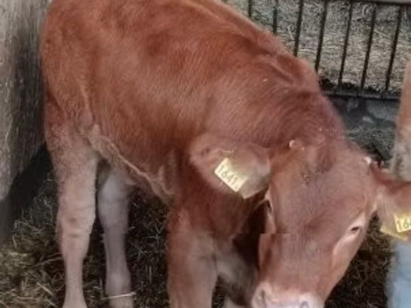 Taureau, Vache limousine