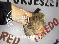 Quails — Foto 3