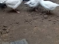 Geese — புகைப்படம் 1