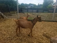 ஆண் வெள்ளாடு, Alpine goat — புகைப்படம் 5