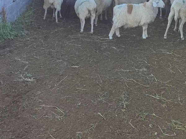 Ovce, Beulah Speckled face sheep