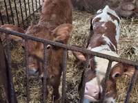 காளை, Simmental cattle — புகைப்படம் 4