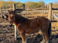 母马, Horses — 照片 1