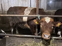 Býk, Simmental cattle — foto 3